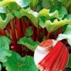 Doordragende Rabarber 'Livingstone' -Kleuren Tuin Verkoopwinkel 8902337527838