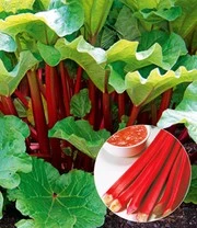 Doordragende Rabarber 'Livingstone'