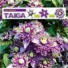 Clematis 'Taiga®' 2 Clematis 'Taiga®' -Kleuren Tuin Verkoopwinkel 8906958700574