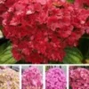 Vijf Kleuren Hortensia 'Together®' 2 Vijf Kleuren Hortensia 'Together®' -Kleuren Tuin Verkoopwinkel 8910729936926
