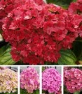Vijf Kleuren Hortensia 'TogetherĀ®'