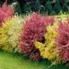 Brem Haag 'Tricolor' -Kleuren Tuin Verkoopwinkel 8915340296222