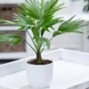 Palm 'Livistona Rotundifolia' -Kleuren Tuin Verkoopwinkel 8917875392542