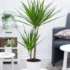 Dracena 'Marginata' Ca. 70-80 Cm Hoog -Kleuren Tuin Verkoopwinkel 8917876736030