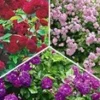 Collectie Ramblerrozen -Kleuren Tuin Verkoopwinkel 8926564810782