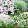 Winterharde Vaste Planten 'elegant In Wit' -Kleuren Tuin Verkoopwinkel 8927494701086