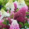 Tuinhortensia 'Fraise Melba®' -Kleuren Tuin Verkoopwinkel 8928321634334