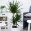 Dracena 'Marginata' Ca. 120-130 Cm Hoog -Kleuren Tuin Verkoopwinkel 8928814923806
