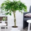 Ficus Amstel King Met Gevlochten Stam Ca. 110 Cm Hoog -Kleuren Tuin Verkoopwinkel 8928950943774
