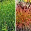 Onderhoudsvriendelijke Siergras Collectie -Kleuren Tuin Verkoopwinkel 8929300611102