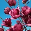 Magnolia 'Genie® ' -Kleuren Tuin Verkoopwinkel 8933384683550
