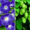 Klimplanten Collectie -Kleuren Tuin Verkoopwinkel 8935663763486