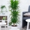 Dracena Reflexa '3 Etages' Ca. 120-130 Cm Hoog -Kleuren Tuin Verkoopwinkel 8936725872670