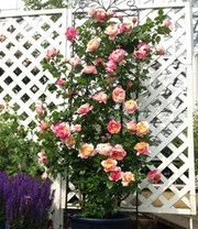 Klimroos 'Julie Andrieu®' 5 Klimroos 'Julie Andrieu®' - Afbeelding 3