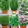 Plantencollectie Voor Verhoogde Kweekbakken 'BIO Kruiden' -Kleuren Tuin Verkoopwinkel 8937401843742
