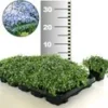 Isotoma 'Blue Foot®' 25 Stuks, Stevige Bodembedekker, Gazonvervanging
