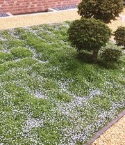 Kleuren Tuin Verkoopwinkel -Kleuren Tuin Verkoopwinkel 8937478651934