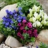 Gentiaan Mix -Kleuren Tuin Verkoopwinkel 8948133101598
