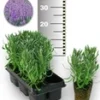 Blauwe Lavendel 25 Stuks -Kleuren Tuin Verkoopwinkel 8960436928542
