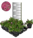 Tapijtphlox 'Rood' 50 Planten