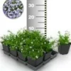 Tapijtphlox 'Blauw' 50 Stuks -Kleuren Tuin Verkoopwinkel 8960443547678