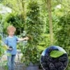 Moerbei 'BonBon Berry®' -Kleuren Tuin Verkoopwinkel 8961710653470