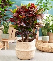 Wonderstruik 'Croton' Ca. 55-65 Cm Hoog 6 Wonderstruik 'Croton' Ca. 55-65 Cm Hoog - Afbeelding 4