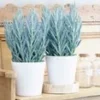 Senecio Aquarine® 'Mount Everest' -Kleuren Tuin Verkoopwinkel 8964073455646