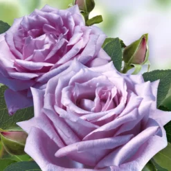 Set Clematis 'Florida Sieboldii' & Parfumroos 'Mamy Blue®' 7 Set Clematis 'Florida Sieboldii' & Parfumroos 'Mamy Blue®' -Kleuren Tuin Verkoopwinkel 8973064011806