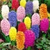 Prachtige Hyacinten Mix -Kleuren Tuin Verkoopwinkel 8973600096286