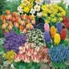 140 Bloembollen Voordeelpakket -Kleuren Tuin Verkoopwinkel 8973600423966
