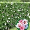 Hibiscus Heg 2 Hibiscus Heg -Kleuren Tuin Verkoopwinkel 8973600751646