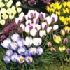 Krokus Collectie (wilde Soort) 1 Krokus Collectie (wilde Soort) -Kleuren Tuin Verkoopwinkel 8973603471390