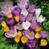 Grootbloemige Krokus Mix 2 Grootbloemige Krokus Mix -Kleuren Tuin Verkoopwinkel 8973603962910