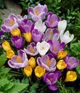 Grootbloemige Krokus Mix