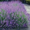 Lavendelhaag 'Blauw' -Kleuren Tuin Verkoopwinkel 8973608255518