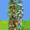 Zuilappel 'Acrobat® ' -Kleuren Tuin Verkoopwinkel 8973611827230