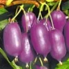 Kiwi 'Ken`s Red®' 2 Kiwi 'Ken`s Red®' -Kleuren Tuin Verkoopwinkel 8973612351518