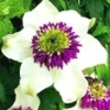 Clematis 'Florida Sieboldii' -Kleuren Tuin Verkoopwinkel 8973615038494