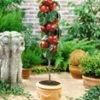 Bevruchter Appel 'Gala' -Kleuren Tuin Verkoopwinkel 8973617332254