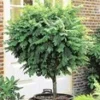 Bol Acacia -Kleuren Tuin Verkoopwinkel 8973618577438