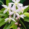 Clematis 'Armandii' -Kleuren Tuin Verkoopwinkel 8973622083614