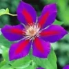 Clematis 'Etoile De Malicorne' -Kleuren Tuin Verkoopwinkel 8973622247454