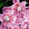 Clematis 'Josephine TM Evijohill N' -Kleuren Tuin Verkoopwinkel 8973622509598