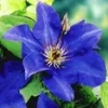 Blauwe Clematis 'The President' 1 Blauwe Clematis 'The President' -Kleuren Tuin Verkoopwinkel 8973623033886