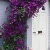 Clematis 'The President®' -Kleuren Tuin Verkoopwinkel 8973629718558