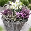 Winterperiode Collectie -Kleuren Tuin Verkoopwinkel 8973630275614