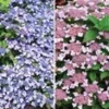 Dwerghortensia Collectie -Kleuren Tuin Verkoopwinkel 8973632274462