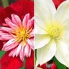 Clematis Collectie 'rood En Wit' Voor Een Voordeelprijs -Kleuren Tuin Verkoopwinkel 8973633683486