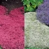 Tijm Collectie 'rood En Wit' -Kleuren Tuin Verkoopwinkel 8973634076702